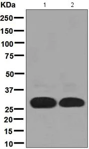 Western blot - Anti-DAPP1 antibody [EPR4993(2)] - BSA and Azide free (AB248373)