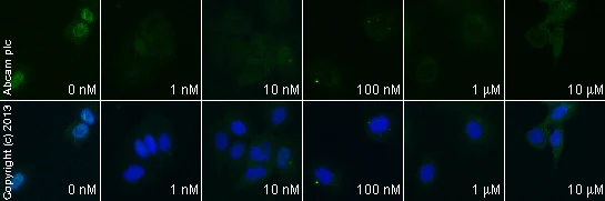 Functional Studies - DAPT, gamma-Secretase inhibitor (AB120633)