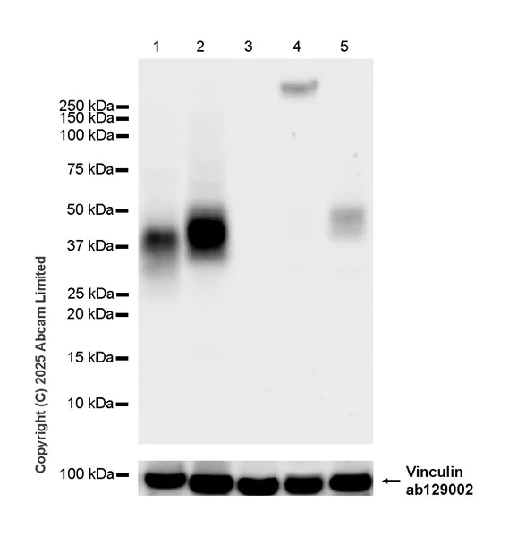Western blot - Anti-DARC antibody [EPR29719-512] - BSA and Azide free (AB325143)