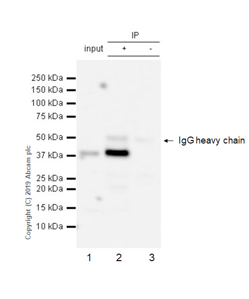 Immunoprecipitation - Anti-DARC antibody [EPR5205] (AB137044)