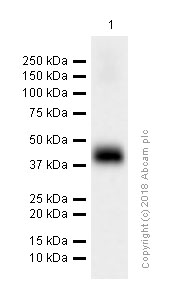 Western blot - Anti-DARC antibody [EPR5205] (AB137044)