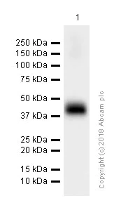 Western blot - Anti-DARC antibody [EPR5205] (AB137044)