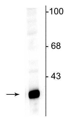 Western blot - Anti-DARPP32 antibody (AB254062), expandable thumbnail