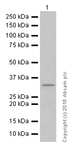 Western blot - Anti-DARPP32 antibody [EP720Y] (AB40801)
