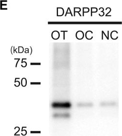 Western blot - Anti-DARPP32 antibody [EP720Y] (AB40801)