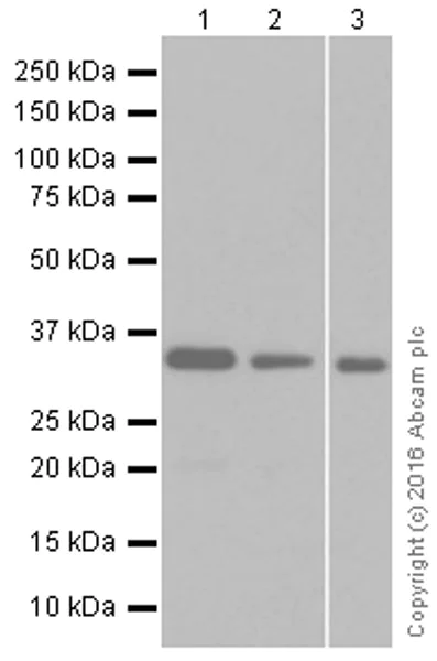 Western blot - Anti-DARPP32 antibody [EP720Y] (AB40801)