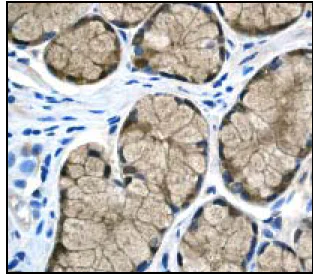 Immunohistochemistry (Formalin/PFA-fixed paraffin-embedded sections) - Anti-DARPP32 antibody [EP721Y] (AB40802)