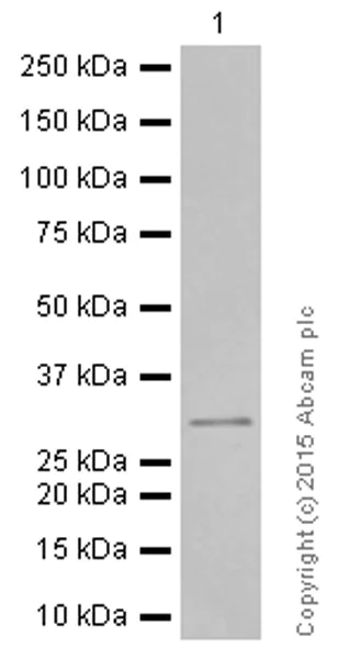 Western blot - Anti-DARPP32 antibody [EP721Y] (AB40802)