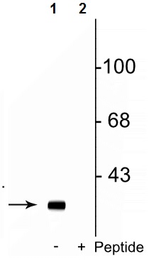 Western blot - Anti-DARPP32 (phospho S137) antibody (AB254065), expandable thumbnail