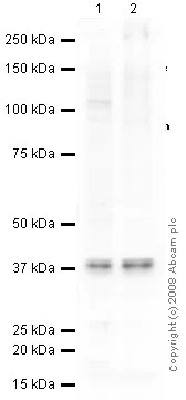 Western blot - Anti-DARPP32 (phospho T75) antibody (AB51114)