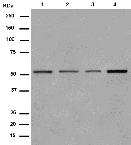 Western blot - Anti-DARS antibody [EPR14847(B)] - BSA and Azide free (AB250599)