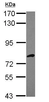 Western blot - Anti-DARS2 antibody (AB154606)