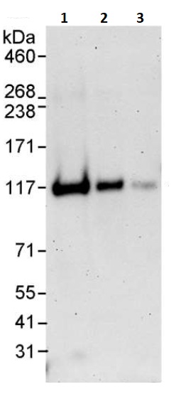 Western blot - Anti-Daxx antibody (AB264200), expandable thumbnail