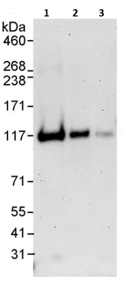 Western blot - Anti-Daxx antibody (AB264200)