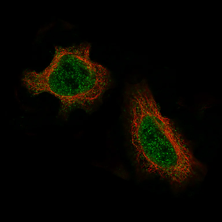 Immunocytochemistry/ Immunofluorescence - Anti-DAXX Antibody [CL3580] (AB327116)
