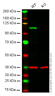 Western blot - Anti-Daxx antibody [E94] (AB32140), expandable thumbnail