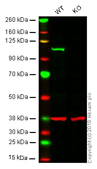 Western blot - Anti-Daxx antibody [E94] (AB32140)