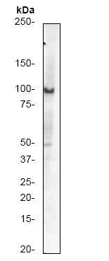 Western blot - Anti-Daxx antibody [E94] (ab32140), expandable thumbnail