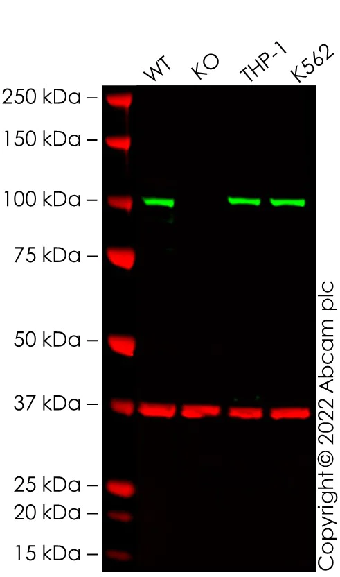 Western blot - Anti-Daxx antibody [E94] (AB32140)