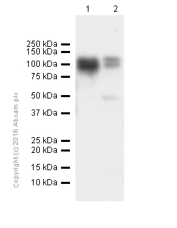 Western blot - Anti-Daxx antibody [E94] (AB32140)