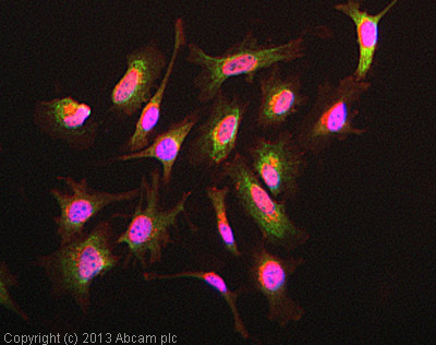 Immunocytochemistry/ Immunofluorescence - Anti-Daxx antibody [E94] - BSA and Azide free (AB239806), expandable thumbnail