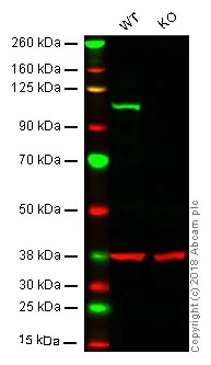 Western blot - Anti-Daxx antibody [E94] - BSA and Azide free (AB239806), expandable thumbnail