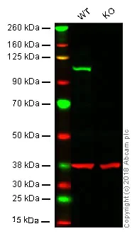 Western blot - Anti-Daxx antibody [E94] - BSA and Azide free (AB239806)