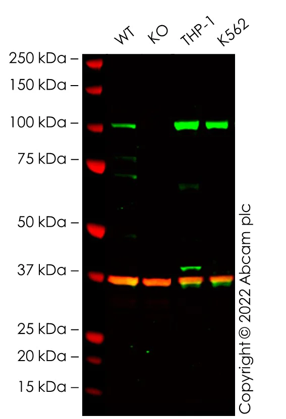 Western blot - Anti-Daxx antibody [E94] - BSA and Azide free (AB239806)