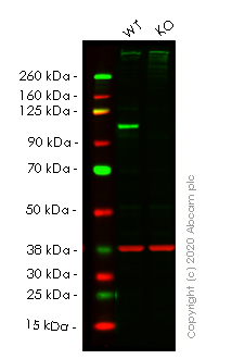 Western blot - Anti-Daxx antibody [E94] - BSA and Azide free (AB239806), expandable thumbnail