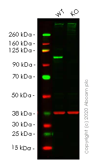Western blot - Anti-Daxx antibody [E94] - BSA and Azide free (AB239806)