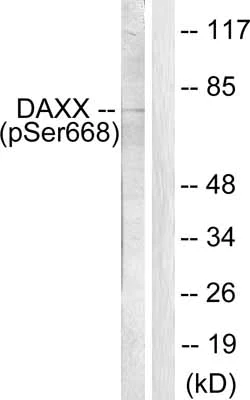 Western blot - Anti-Daxx (phospho S668) antibody (AB55323)