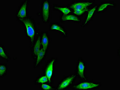 Immunocytochemistry/ Immunofluorescence - Anti-DAZAP1 antibody (AB237519)