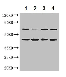 Western blot - Anti-DAZAP1 antibody (AB237519)