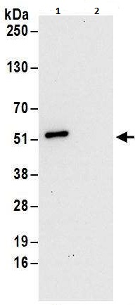 Immunoprecipitation - Anti-DAZAP1 antibody (AB240604)