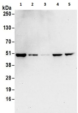 Western blot - Anti-DAZAP1 antibody (AB240604)