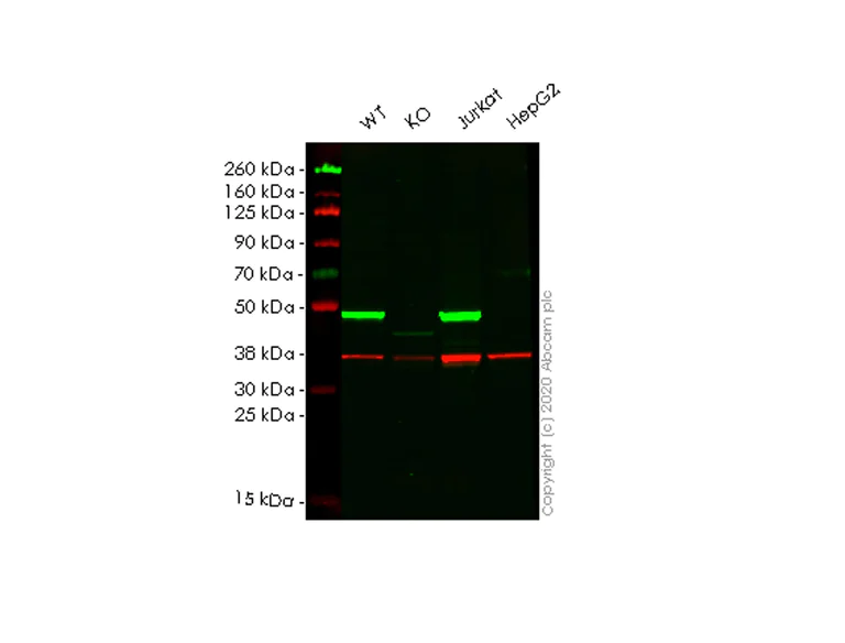Western blot - Anti-DAZAP1 antibody [EPR14400-60] (AB184183)