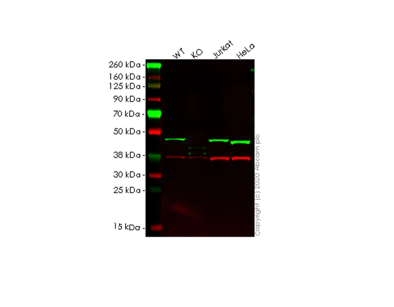 Western blot - Anti-DAZAP1 antibody [EPR14400-60] (AB184183)