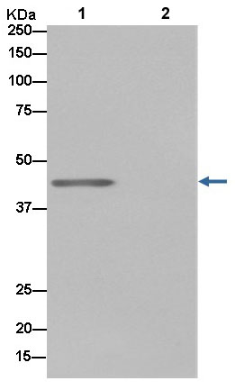 Immunoprecipitation - Anti-DAZAP1 antibody [EPR14400-60] - BSA and Azide free (AB250737)