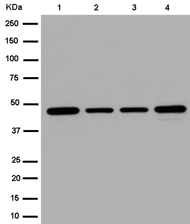 Western blot - Anti-DAZAP1 antibody [EPR14400-60] - BSA and Azide free (AB250737)