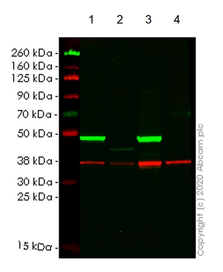 Western blot - Anti-DAZAP1 antibody [EPR14400-60] - BSA and Azide free (AB250737)