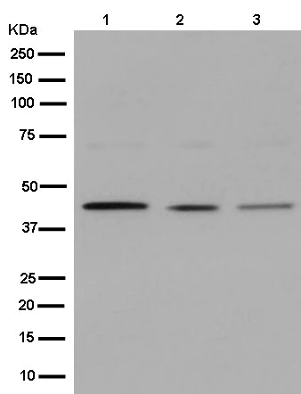 Western blot - Anti-DAZAP1 antibody [EPR14400] (AB182558)