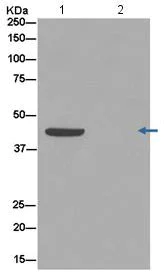 Immunoprecipitation - Anti-DAZAP1 antibody [EPR14400] - BSA and Azide free (AB250616)