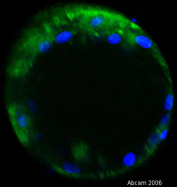 Immunocytochemistry/ Immunofluorescence - Anti-DAZL antibody (AB34139)