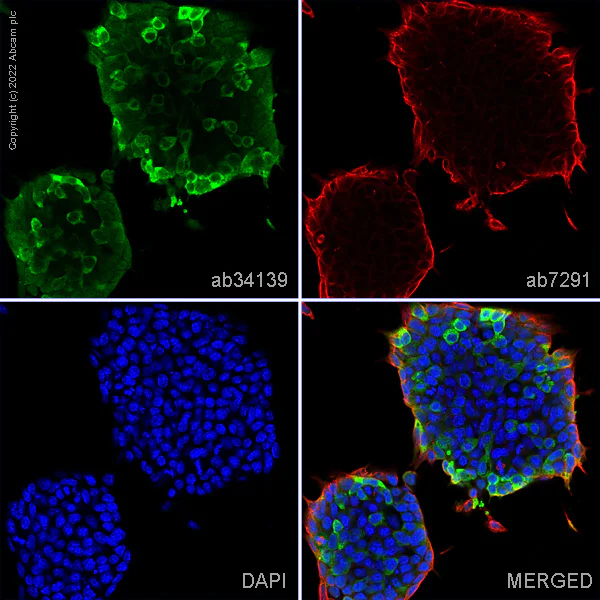 Immunocytochemistry/ Immunofluorescence - Anti-DAZL antibody (AB34139)