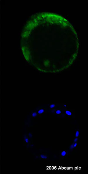 Immunocytochemistry/ Immunofluorescence - Anti-DAZL antibody (AB34139)