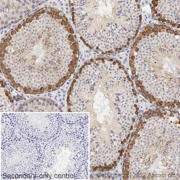 Immunohistochemistry (Formalin/PFA-fixed paraffin-embedded sections) - Anti-DAZL antibody (AB34139)
