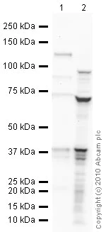 Western blot - Anti-DAZL antibody (AB34139)