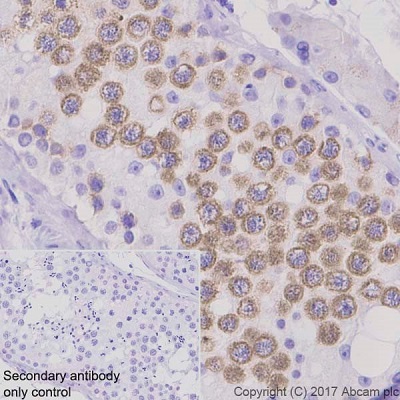 Immunohistochemistry (Formalin/PFA-fixed paraffin-embedded sections) - Anti-DAZL antibody [EPR21028] (AB215718), expandable thumbnail