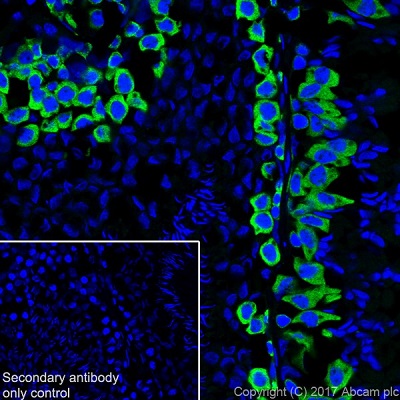 Immunohistochemistry (Frozen sections) - Anti-DAZL antibody [EPR21028] (ab215718), expandable thumbnail