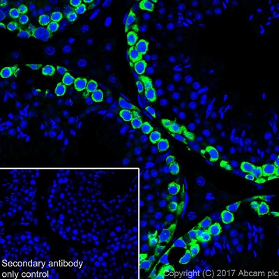 Immunohistochemistry (Frozen sections) - Anti-DAZL antibody [EPR21028] (AB215718), expandable thumbnail